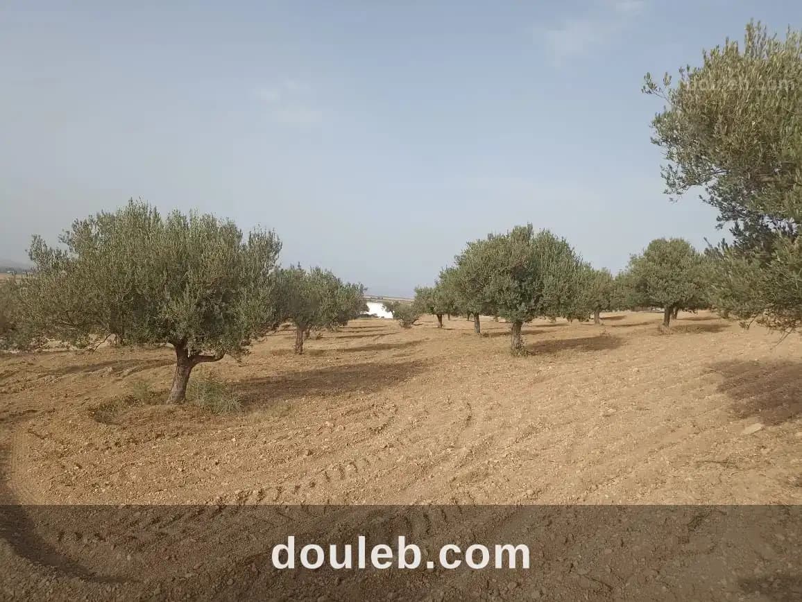 2 hectares 200 oliviers à Zaghouan