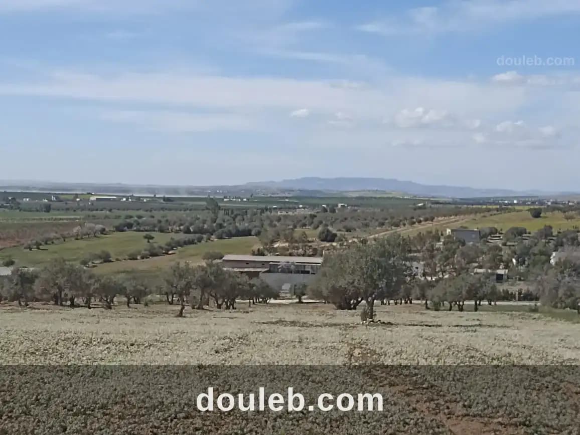 5 hectare 1h oliviers 4h nu - Miniature 4