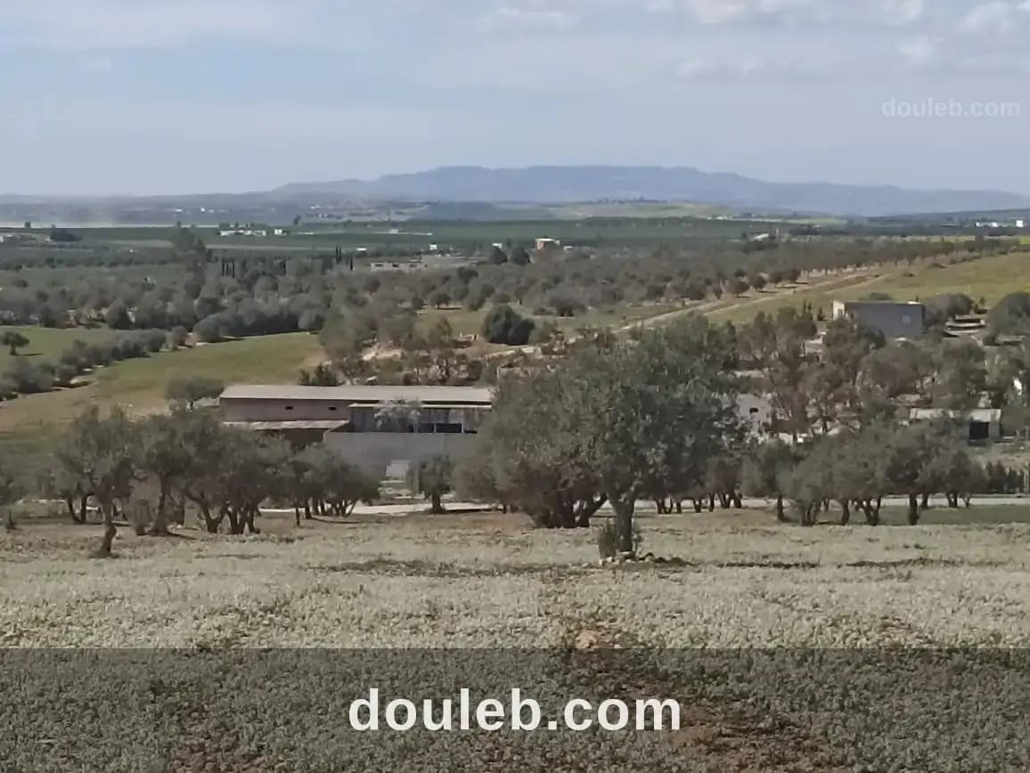 5 hectare 1h oliviers 4h nu - Miniature 5