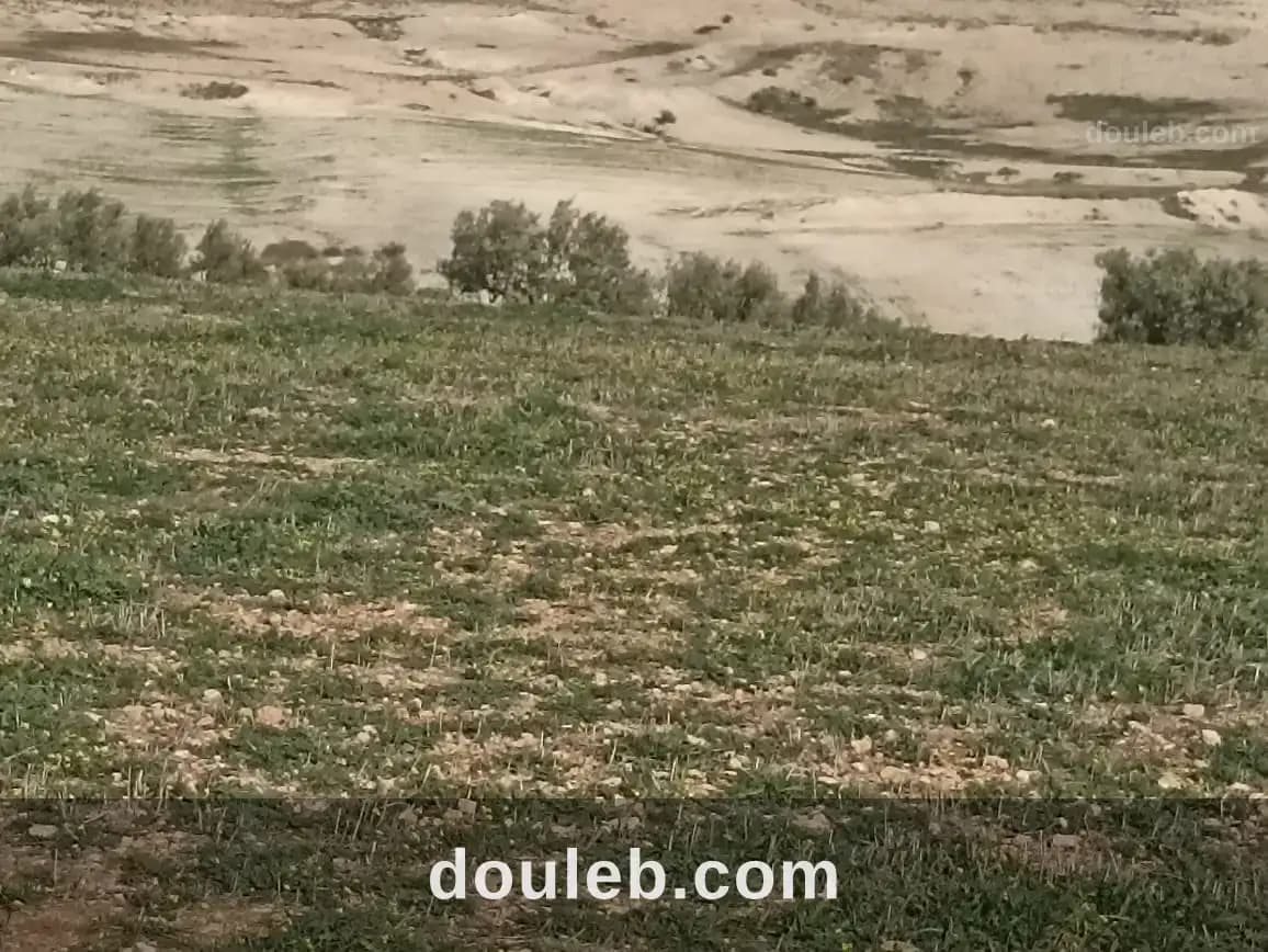 22 hectares 4 hectares d'oliviers 18 hectares nu à Zaghouan