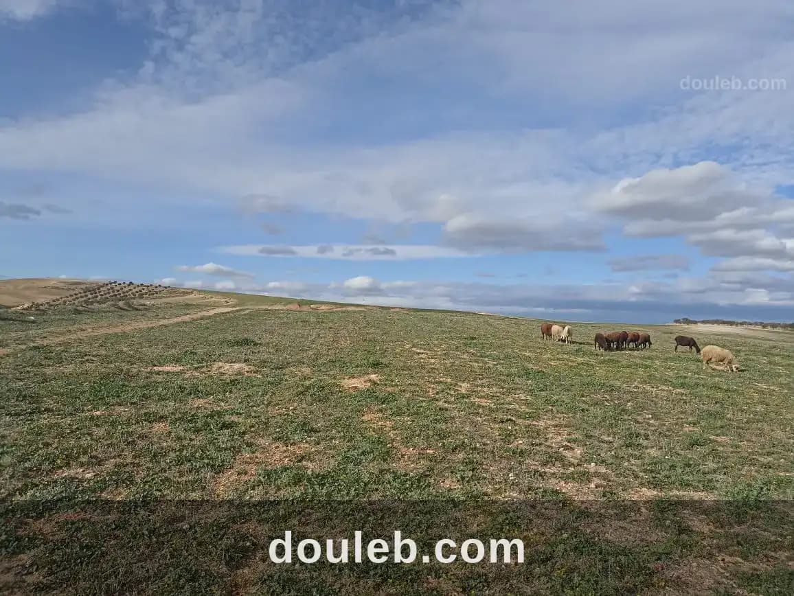 11 hectares 2 hectares d'oliviers 9 hectares nu à Zaghouan