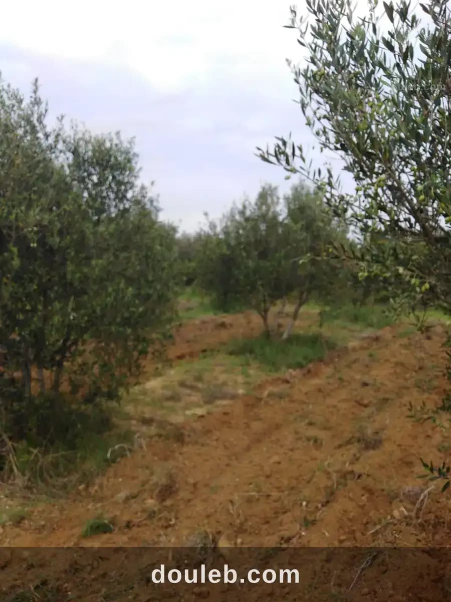 Opportnuinité investissement agricile à Nabeul
