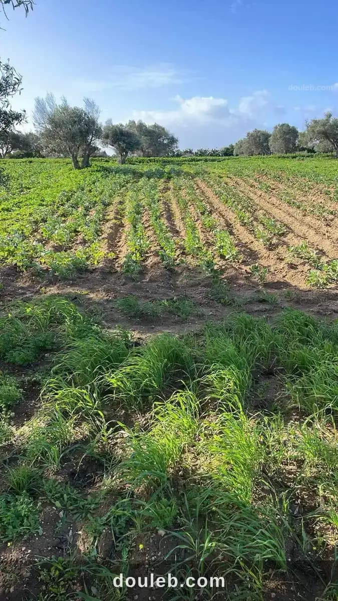 Senia a lebna à Nabeul
