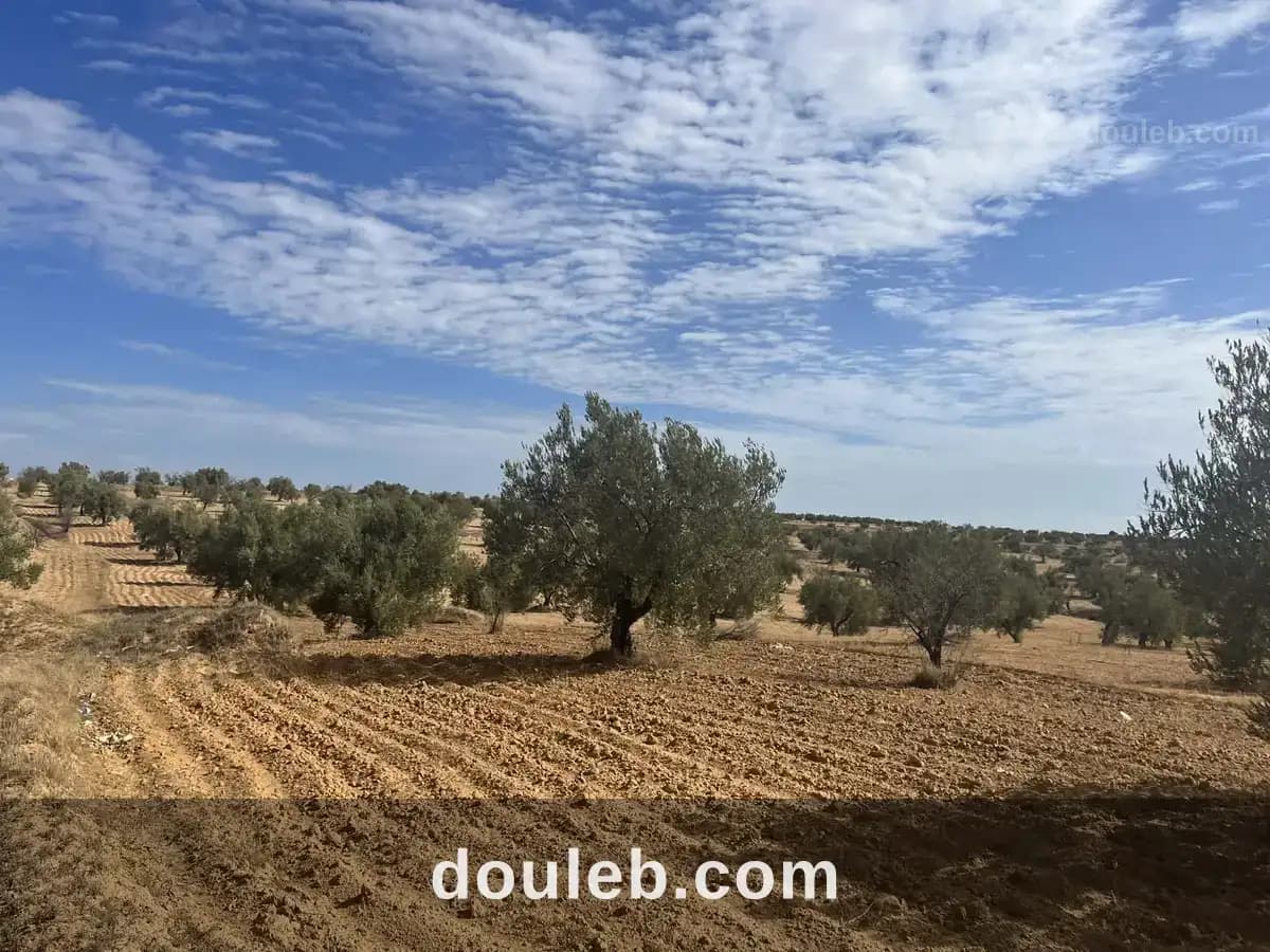 Terrain 2500 m avec 18 oliviers ouest monastir à Monastir