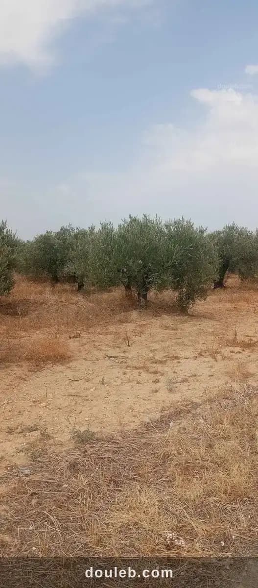 9 ha 873 zitounas à Zaghouan