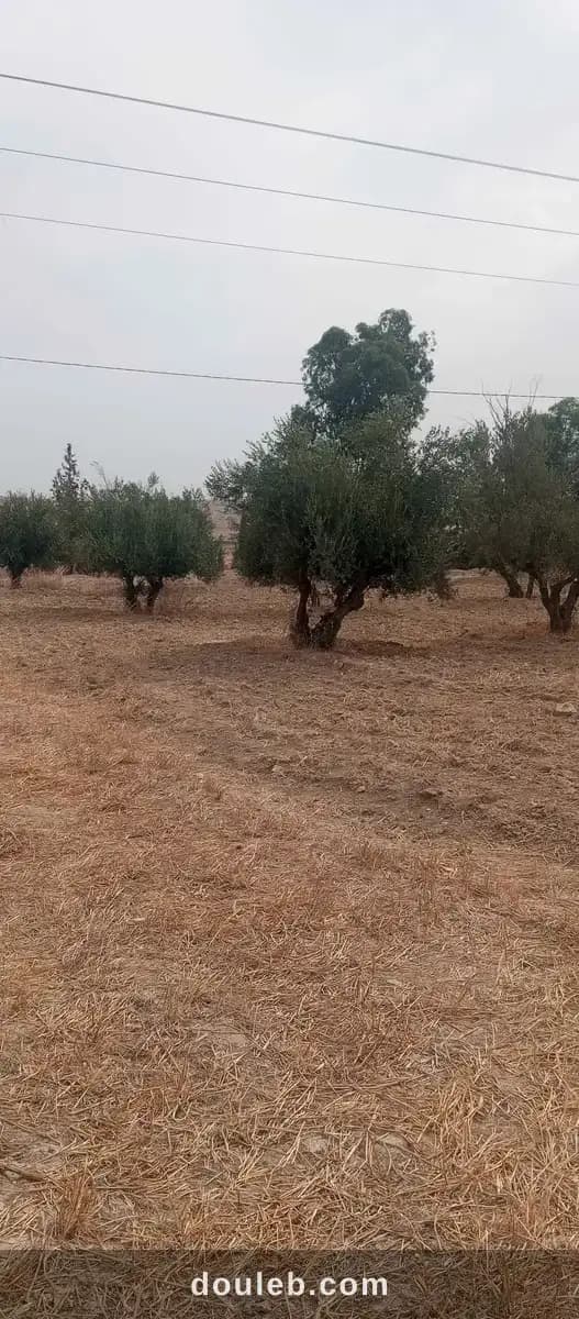 9 ha 873 zitounas - Miniature 3