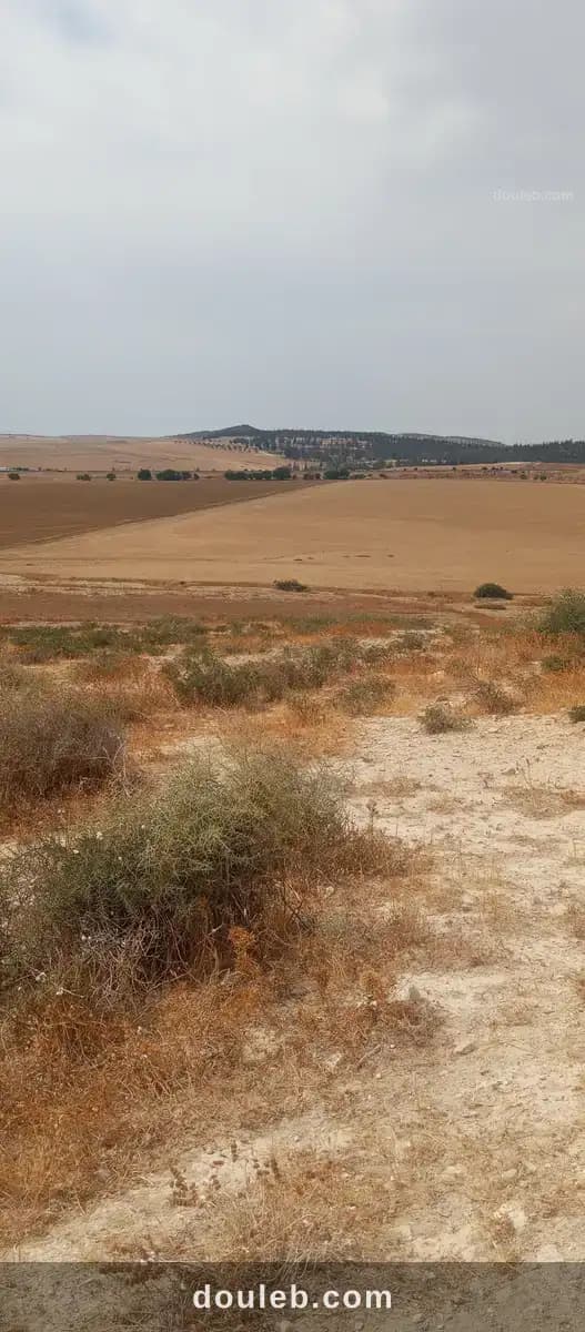 Terrain mejez el bab - Miniature 4