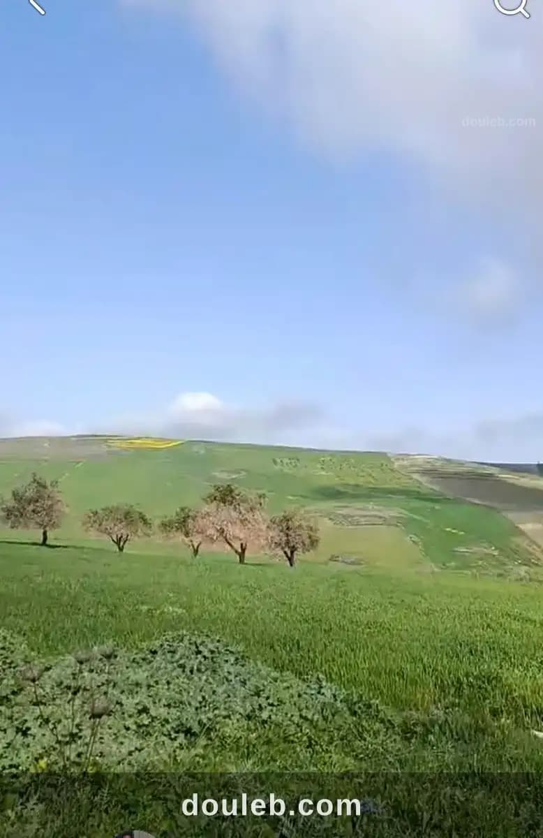 Terrain agricole à Béja