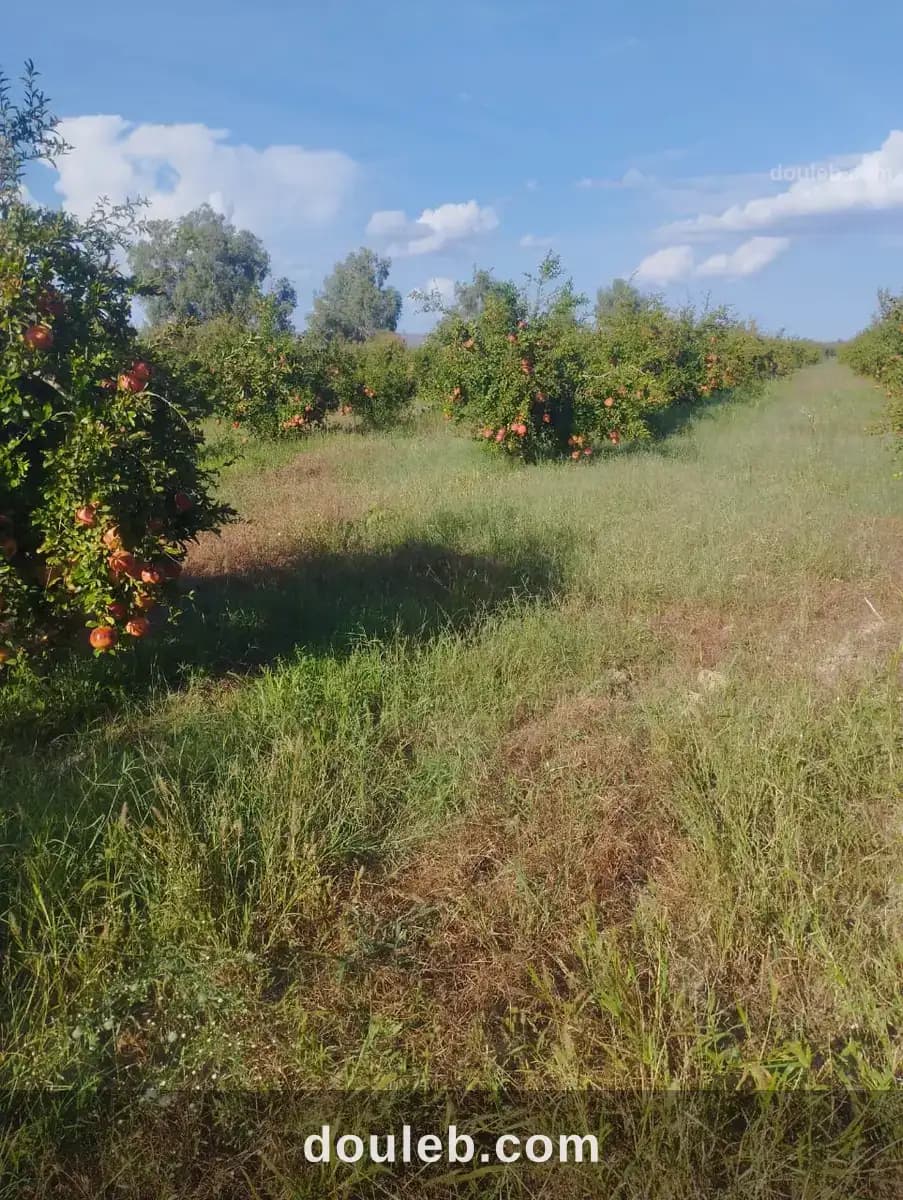 Terrain agricole à Béja