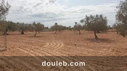Terrain 2 658 m2 sur route el may djerba 4175 - Miniature 3