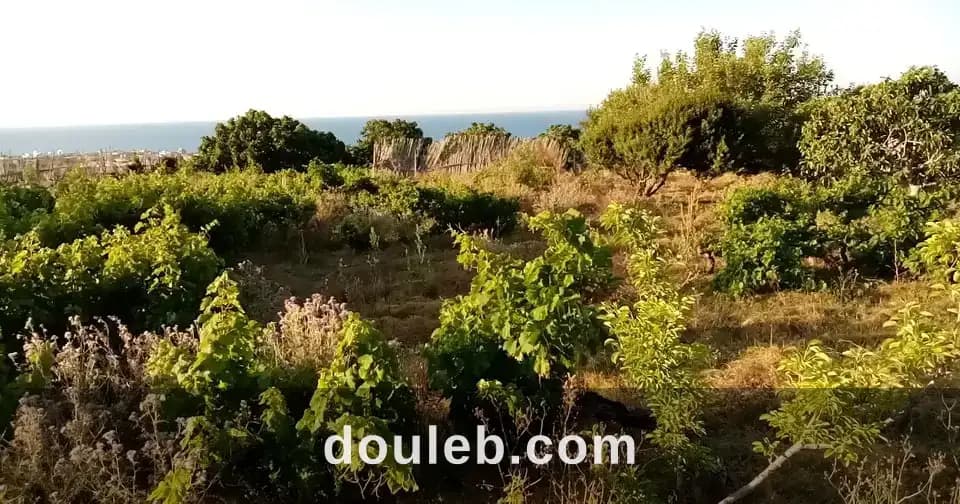 Terain de 3120 m2 a rafraf plage l'ahmeri à Bizerte
