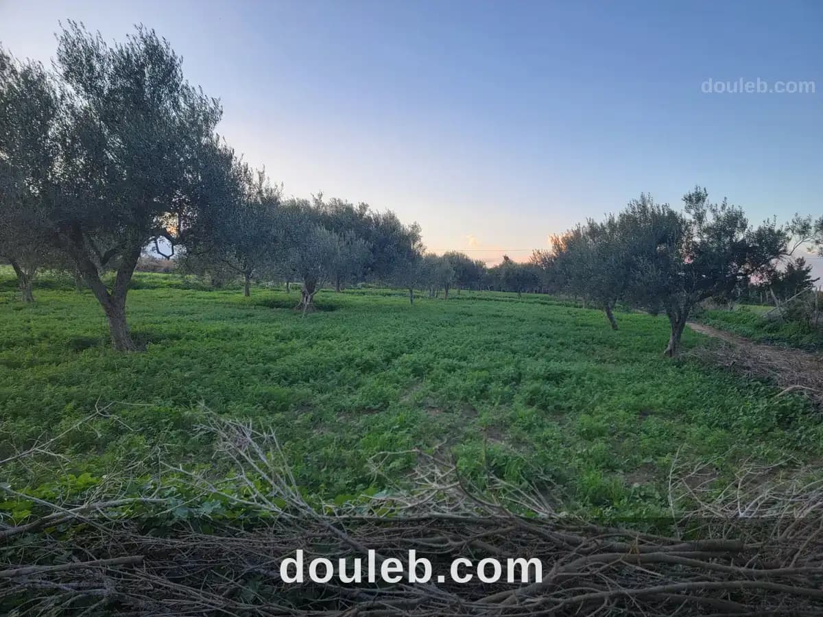 Terrain agricole à Nabeul