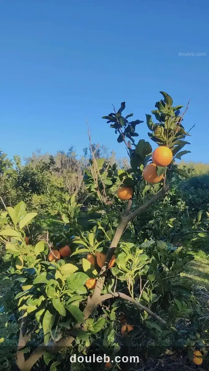 Une belle ferme à menzel bouzelfa à Nabeul