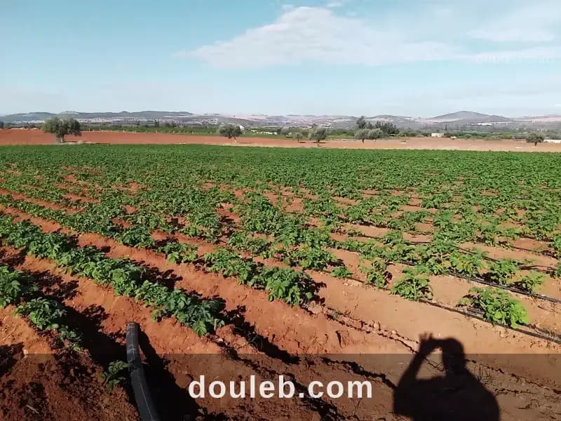 Terres irriguées à Béja