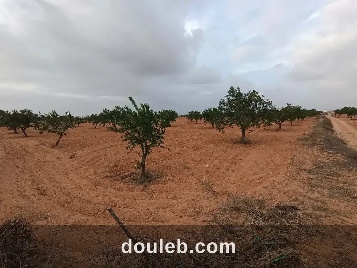 Bora louz route el matar à Sfax