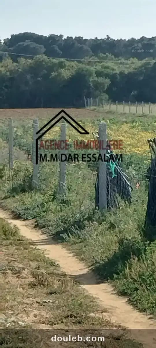Terrain agricole contenant une maison - Miniature 3