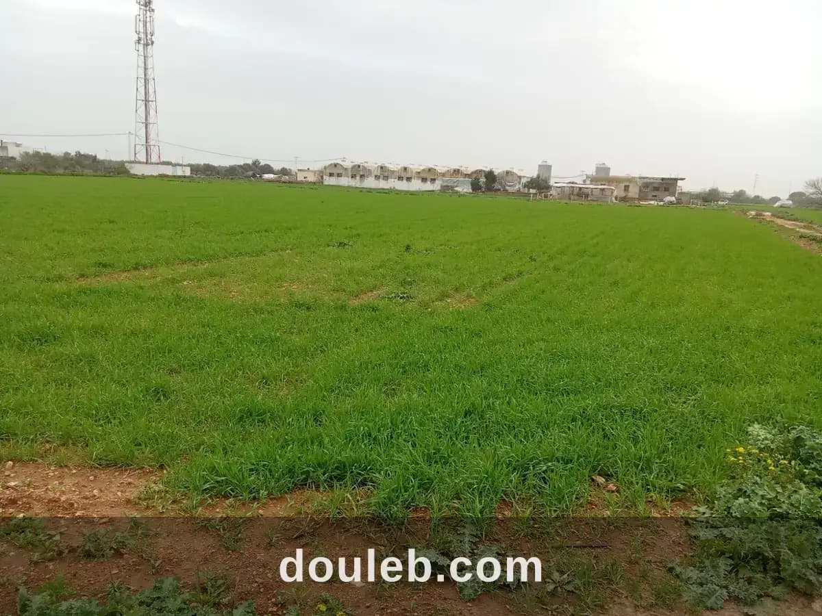 Terrain agricole a 3 km de kelibia à Nabeul