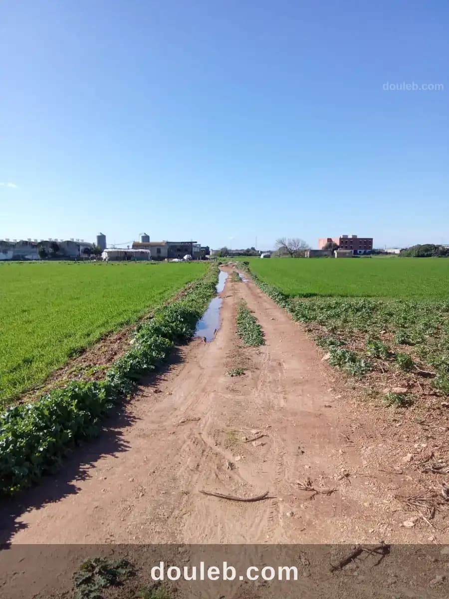 Terrain agricole a 3 km de kelibia - Miniature 4