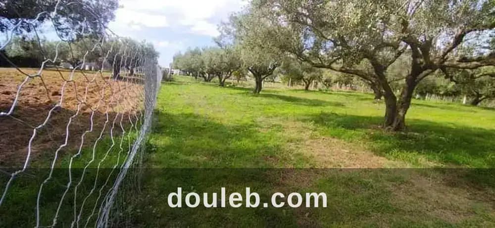 Terrain à el garia avec 12 arbre d'olive à Bizerte