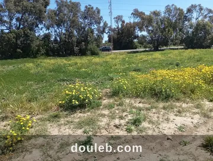 Offre commercial à Nabeul