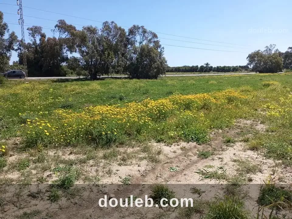 Terrain a haouria 279 m2 a 45000 à Nabeul