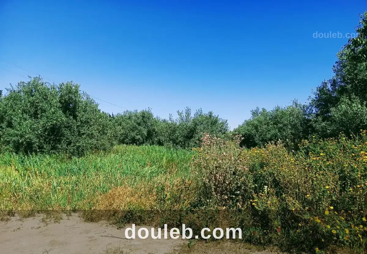 13 hectares mhamdia à Ben Arous