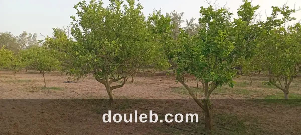 Verger un hectare et demi avec oliviers et agrumes à Nabeul