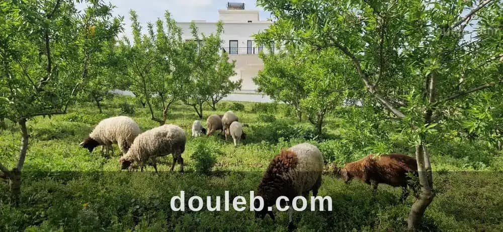 Maison de 360 m au coeur d'une ferme de 3 hectares - Miniature 3