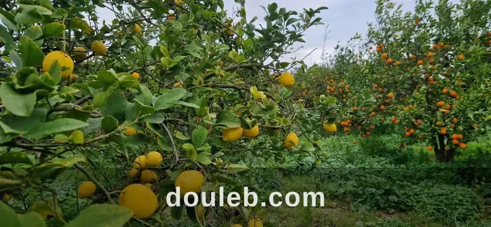 Maison de 360 m au coeur d'une ferme de 3 hectares - Miniature 4