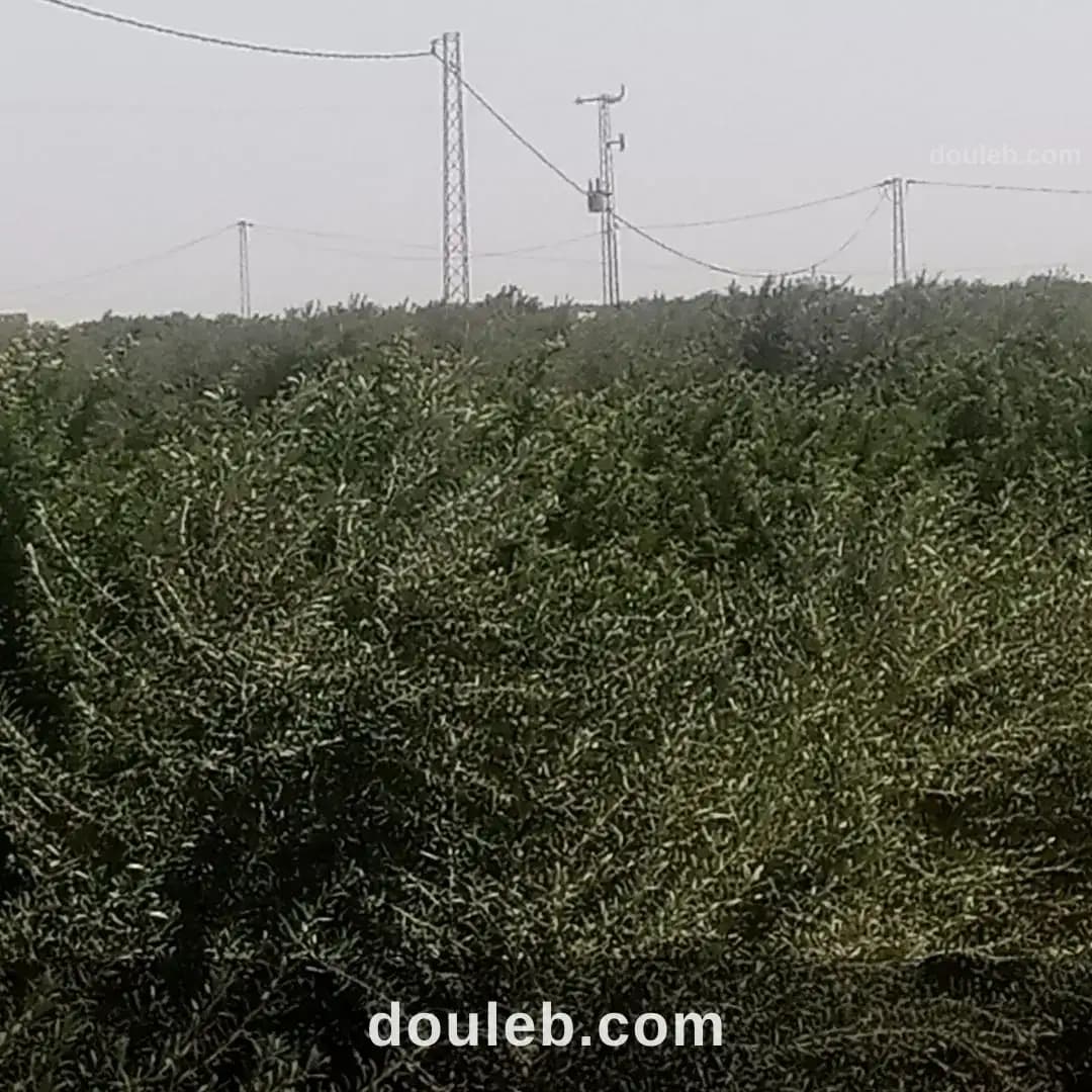 Hénchir jana ala wejeh ardh à Sidi Bouzid