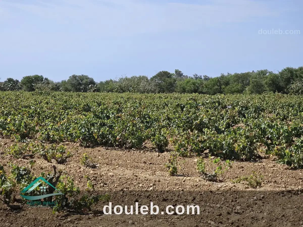 Vt924 terrain agricole 28170 m2 à kelibia à Nabeul