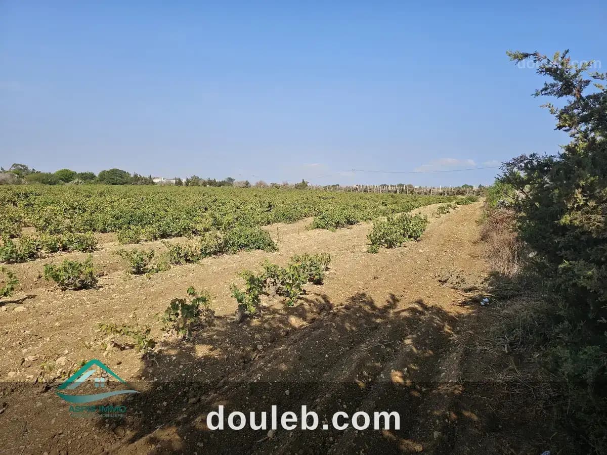 Vt924 terrain agricole 28170 m2 à kelibia - Miniature 3