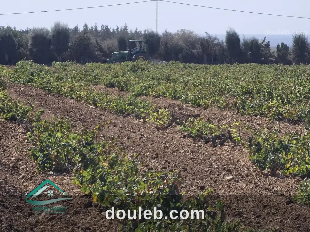 Vt924 terrain agricole 28170 m2 à kelibia - Miniature 4
