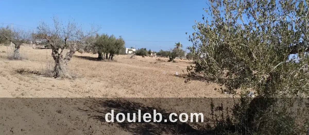 Terrain 2260 m2 à menzel ben hammouda jaabira - Miniature 4