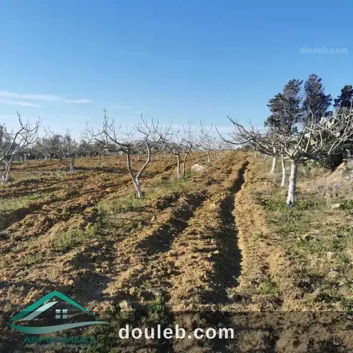 Vt773 terrain agricole 5 337 m2 à kelibia à Nabeul
