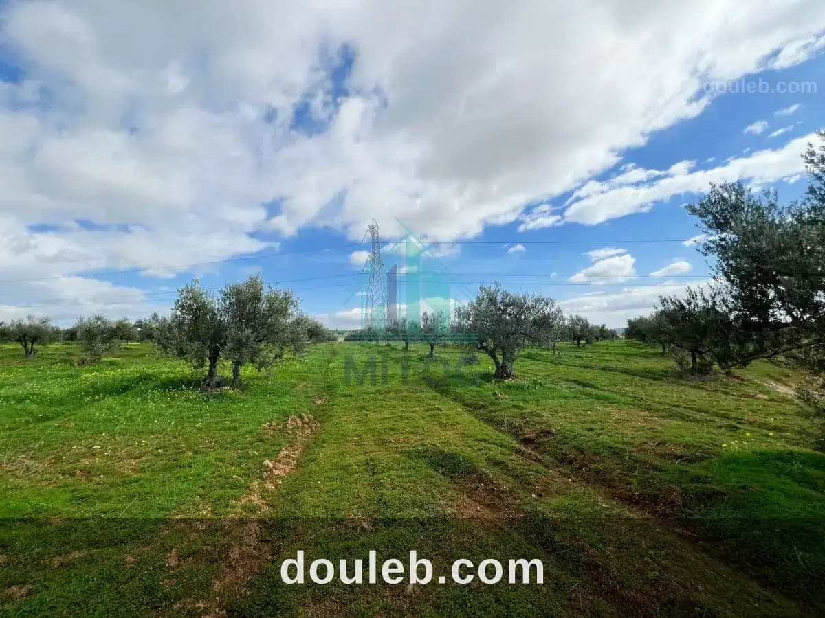 Ferme oléicole de 16 hectares à Manouba