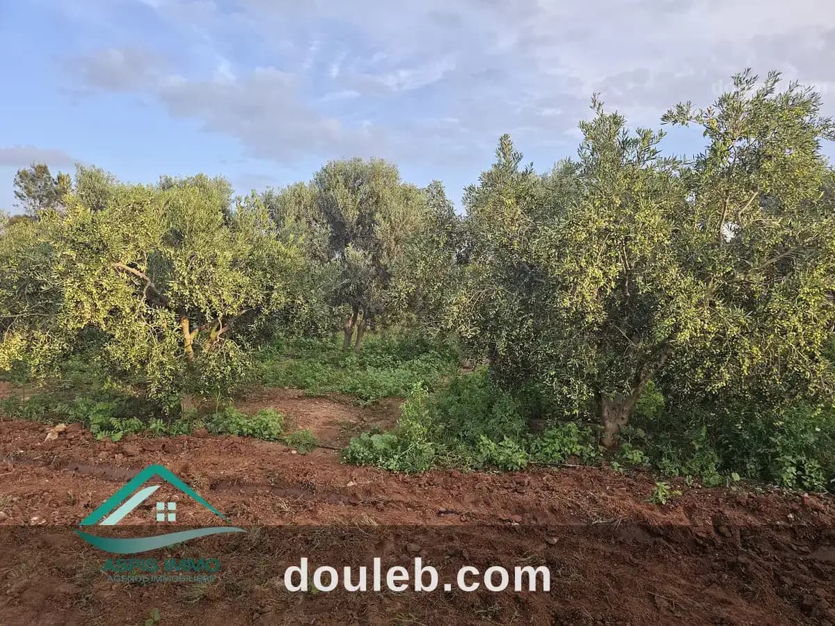 Vt141 ferme 10 hectares sur la route à libna à Nabeul
