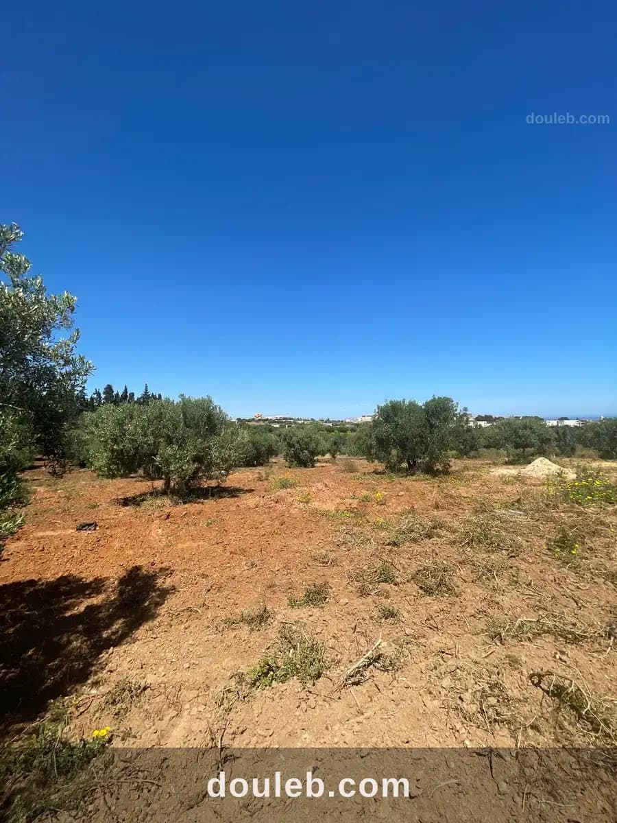 Terrain agricole à Nabeul