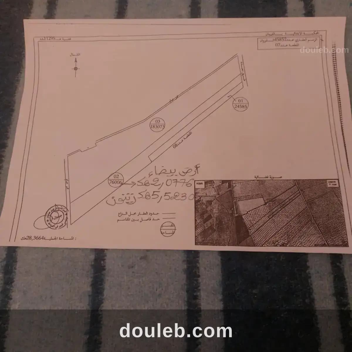 128 oliviers avec récolte kairouan dhraa tammar à Kairouan