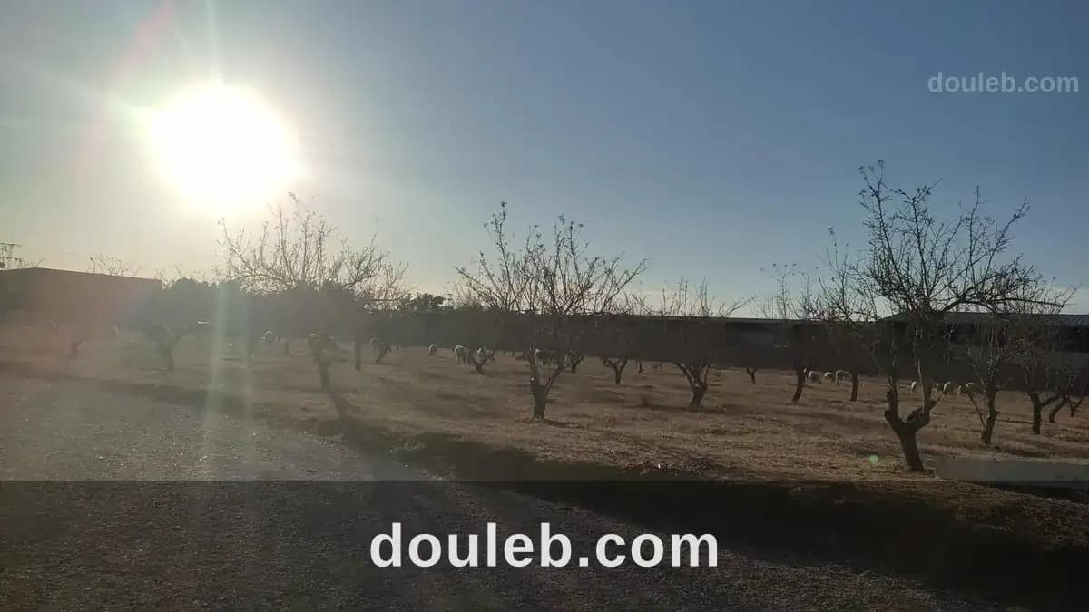 Terrains a bir drassen nabeul à Nabeul