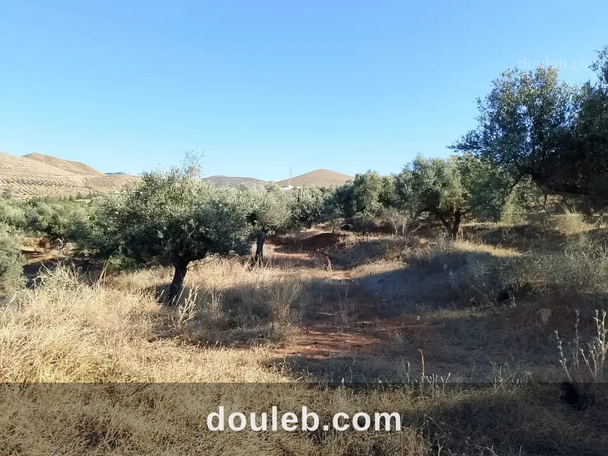 Terrain de 1 hectare à sidi thabet - Miniature 2