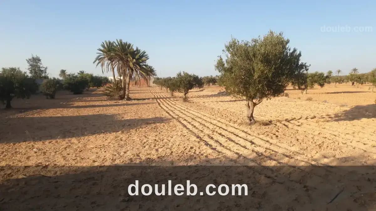 Terrain 4200 metre carré à mezrane djerba à Médenine