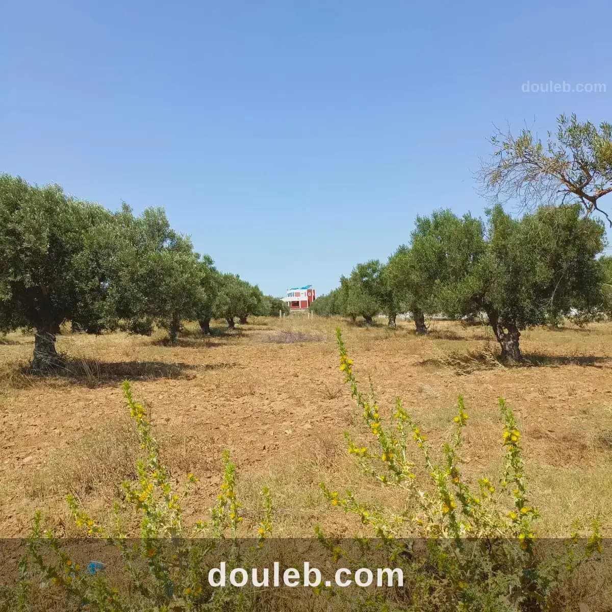 Av terrain de 1000m à 80md proche hammamet à Nabeul