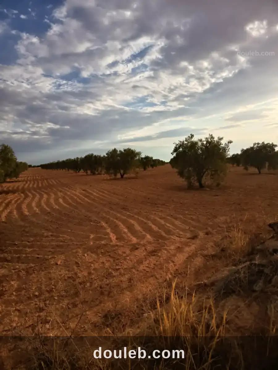 9 hectares a ahj guessem - Miniature 3