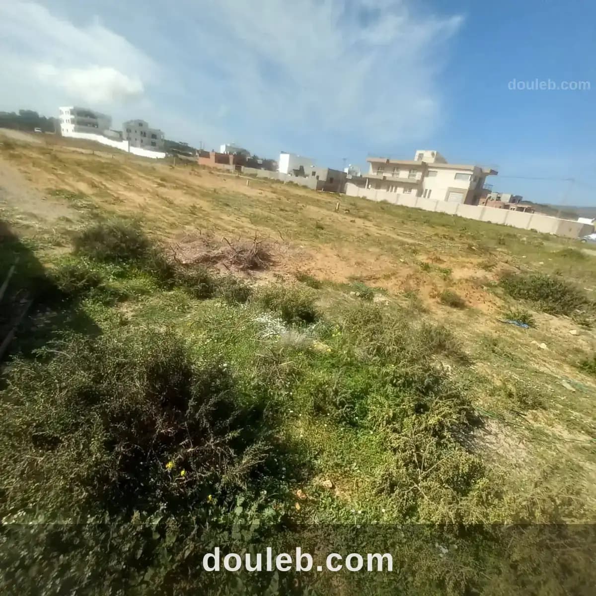 Haouaria chat 9ebli à Nabeul
