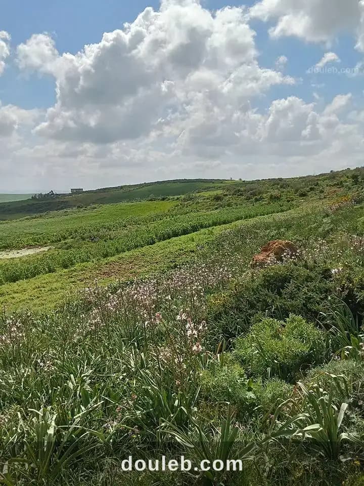 Terrain a vende a bechateur à Bizerte