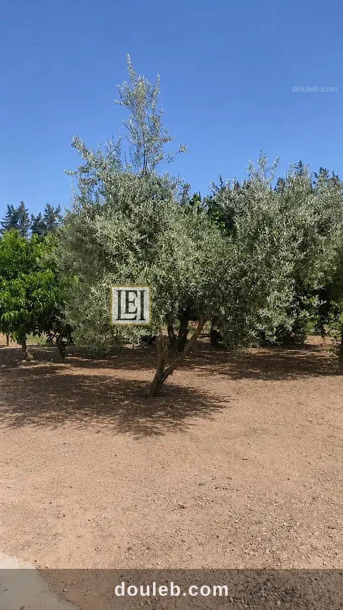 Magnifique ferme cle en main à Nabeul