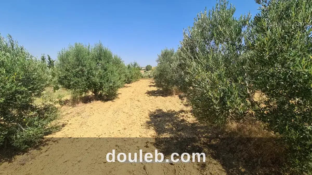 Comapagne a boushem nabeul - Miniature 4