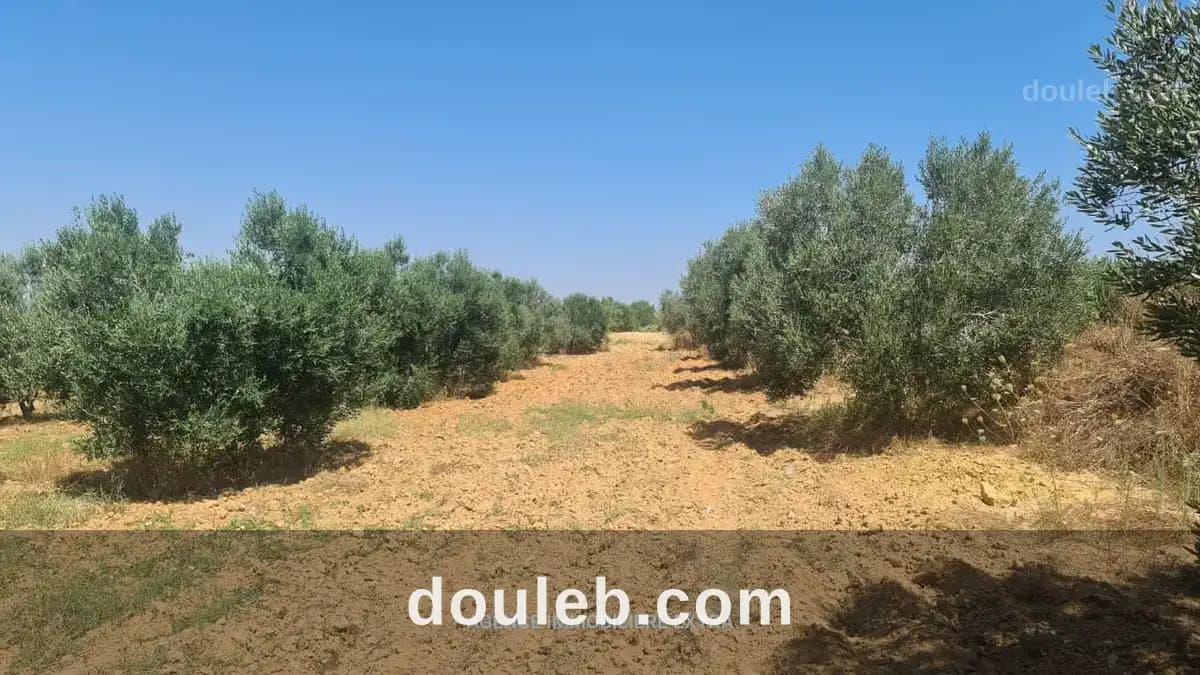 Comapagne a boushem nabeul - Miniature 5